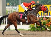 Ivaldo Santana and The Rude Warrior combine for a comfortable win on Sunday.<br>Photo by Singapore Turf Club